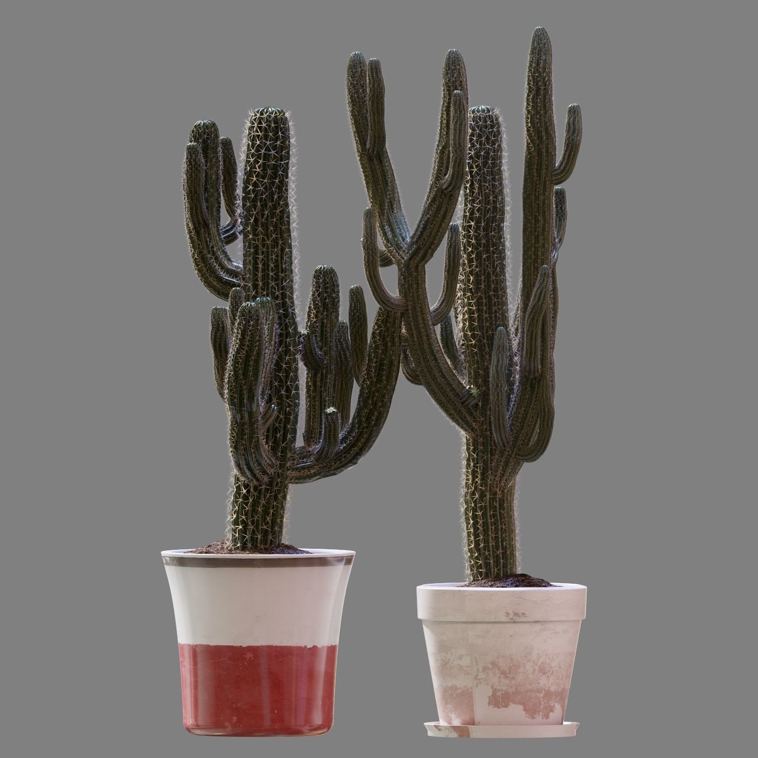 Set of Three Cactuses Carnegiea 3D model_6