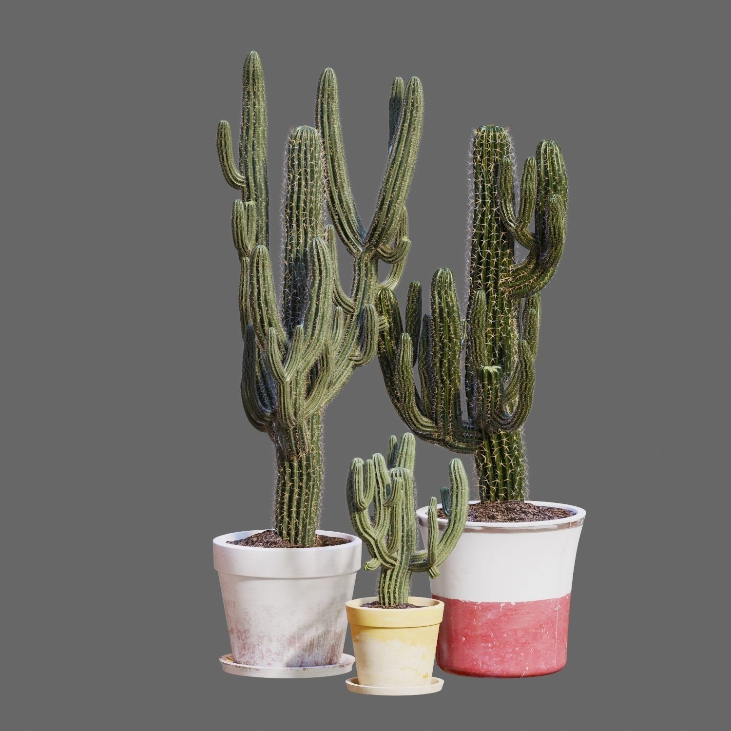Set of Three Cactuses Carnegiea 3D model_8