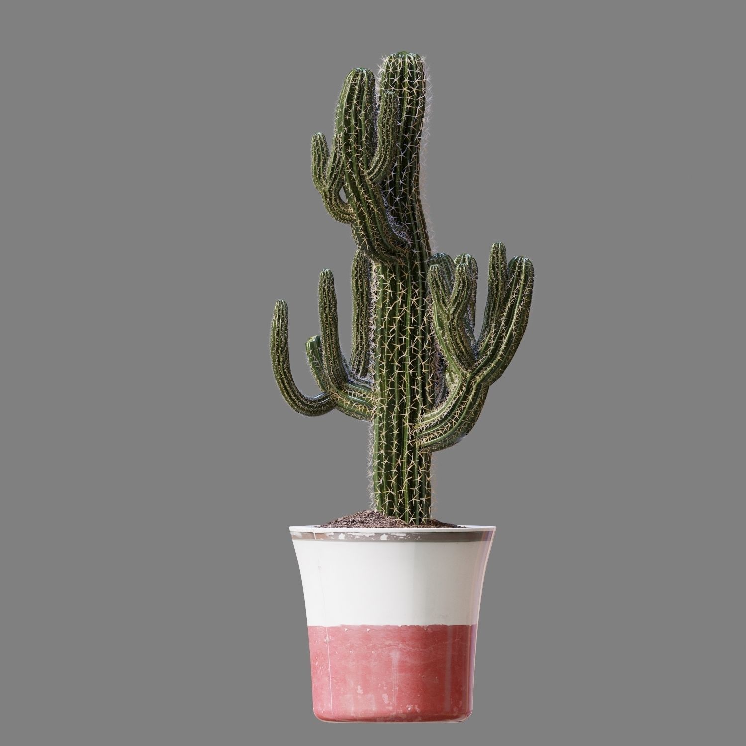 Set of Three Cactuses Carnegiea 3D model_3