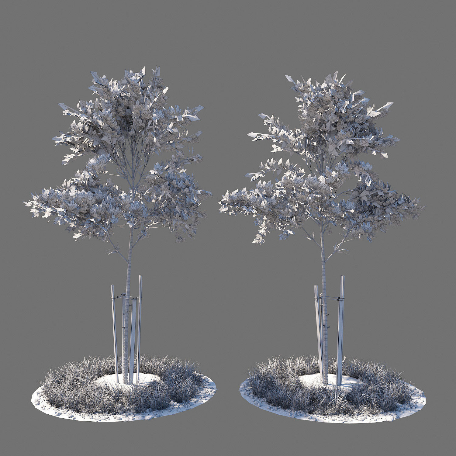 Young tree 02 3D model_1