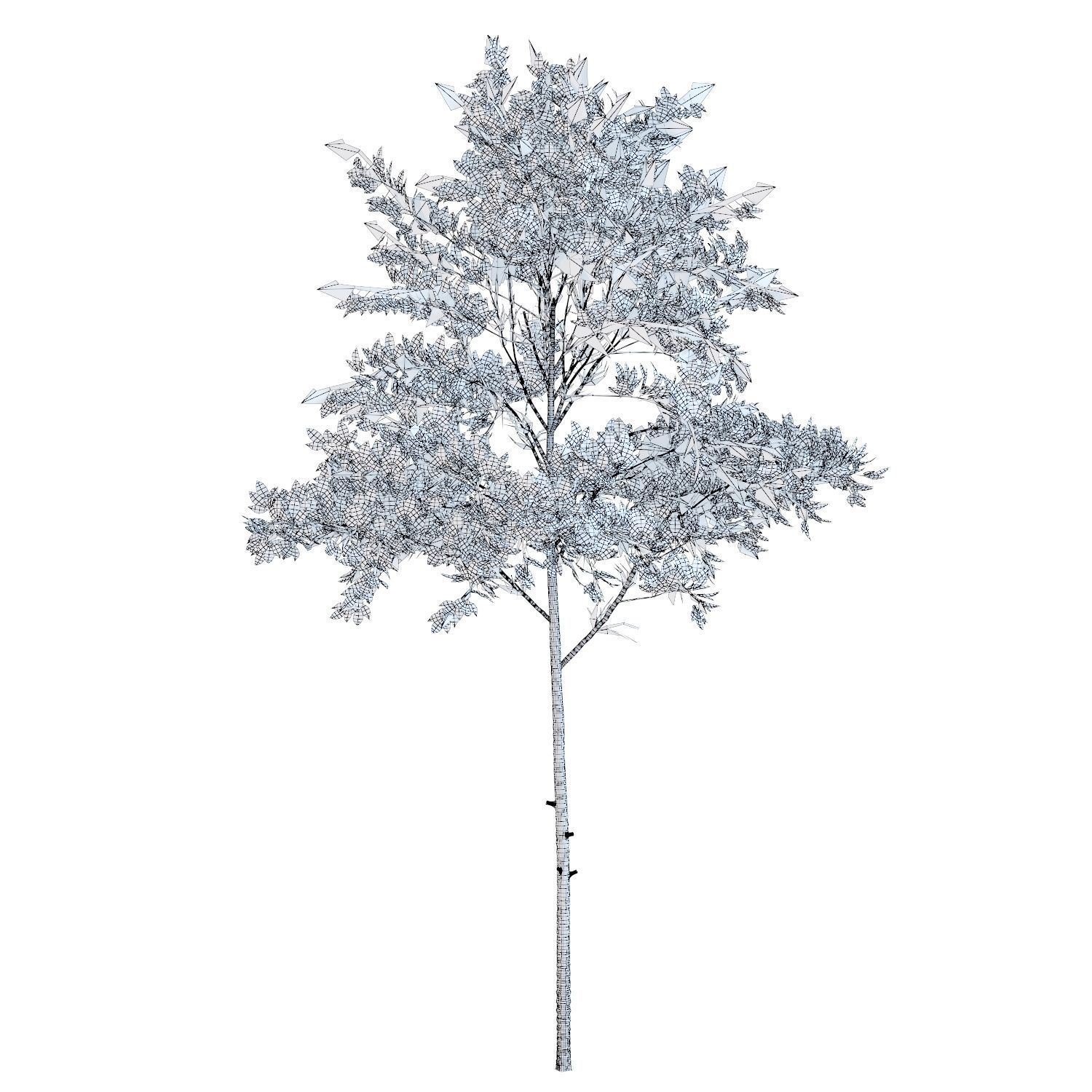 Young tree 02 3D model_3