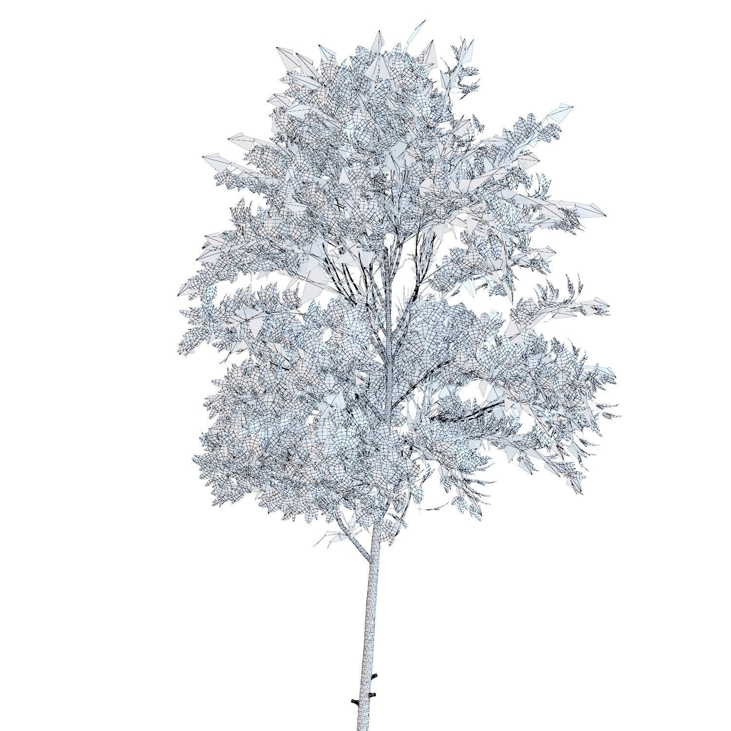 Young tree 02 3D model_7