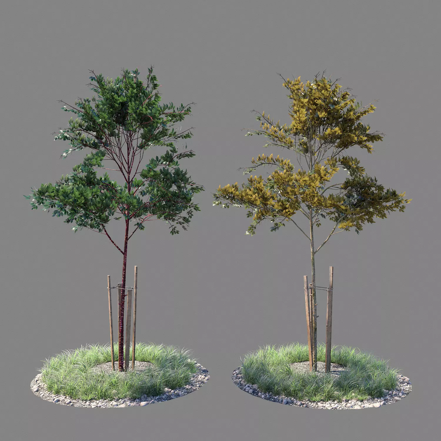 Young tree 02 3D model_0