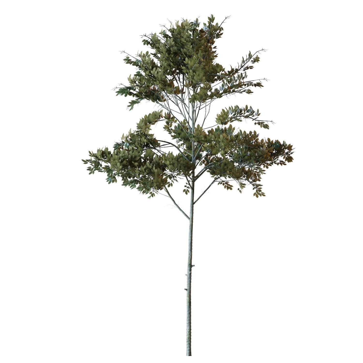 Young tree 02 3D model_4