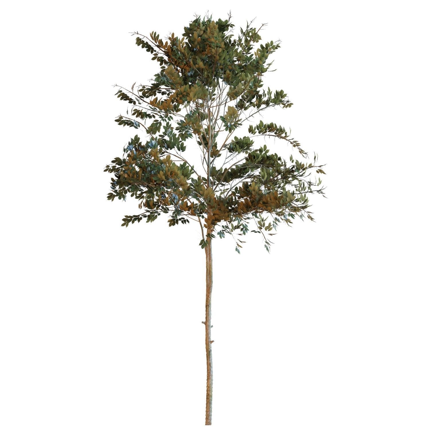 Young tree 03  3D model_2