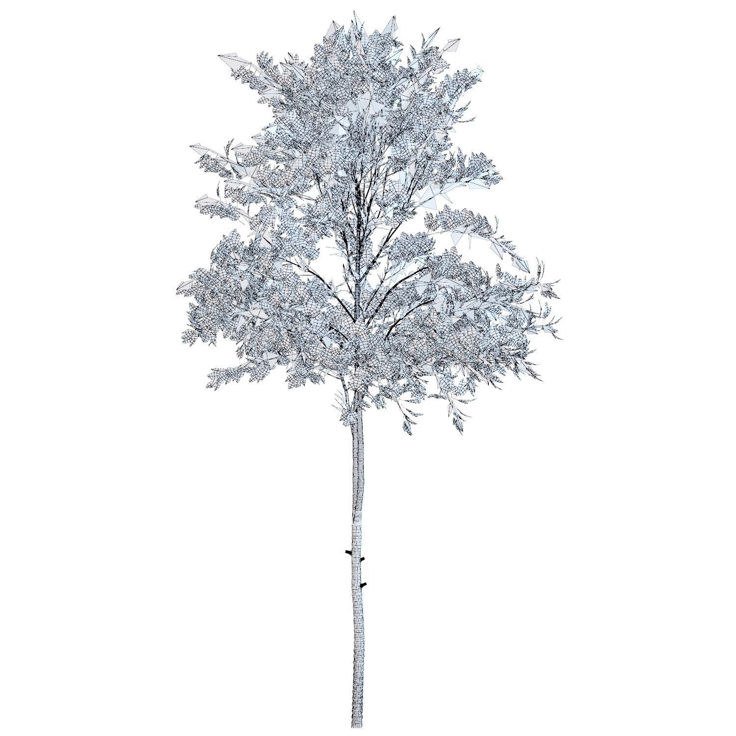 Young tree 03  3D model_3