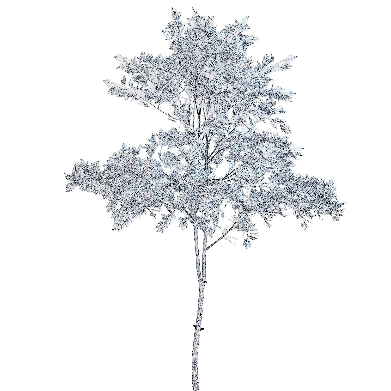 Young tree 03  3D model_6