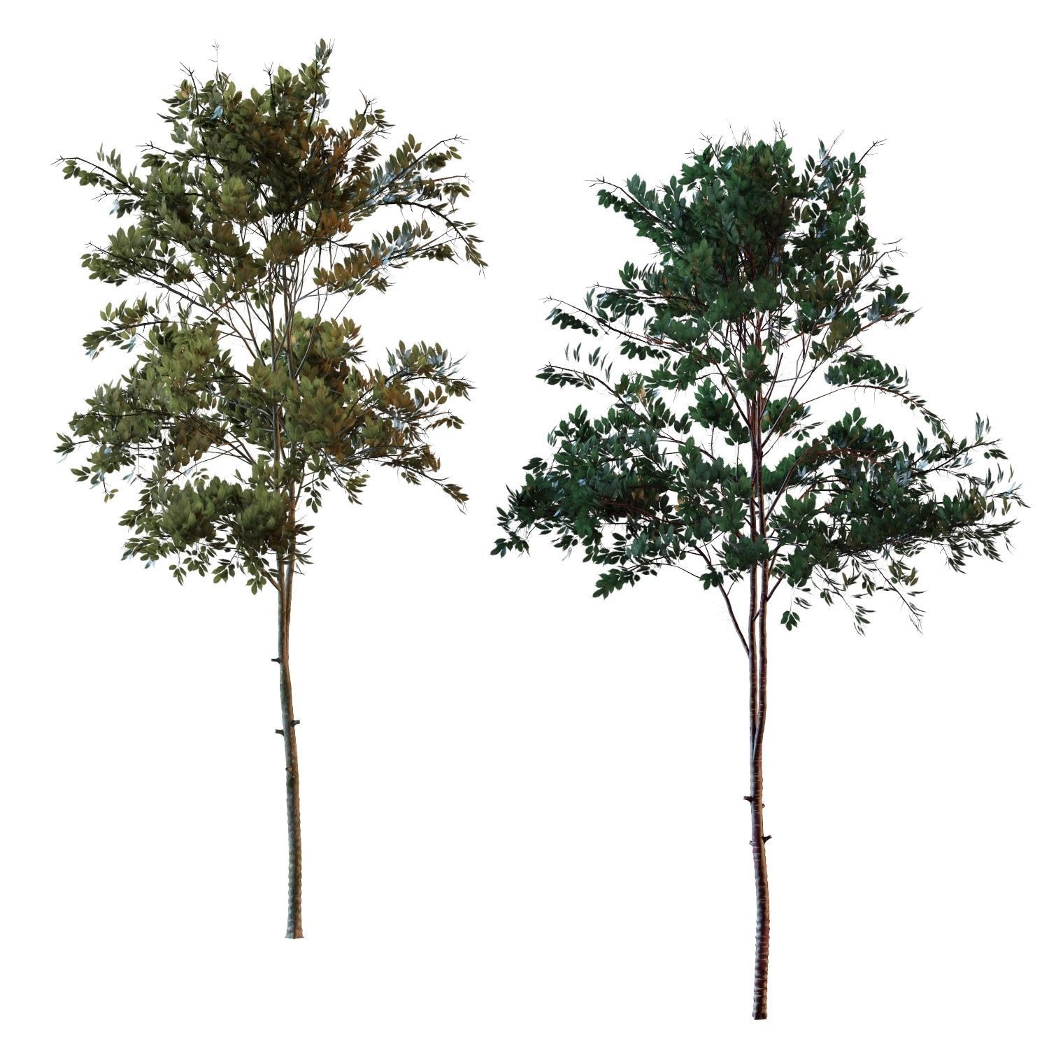 Young tree 03  3D model_8