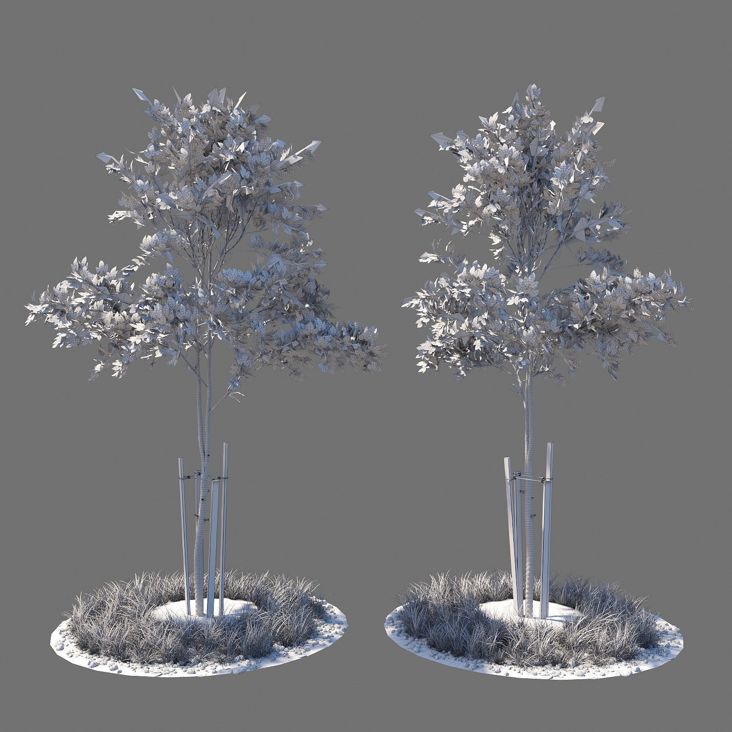 Young tree 03  3D model_1