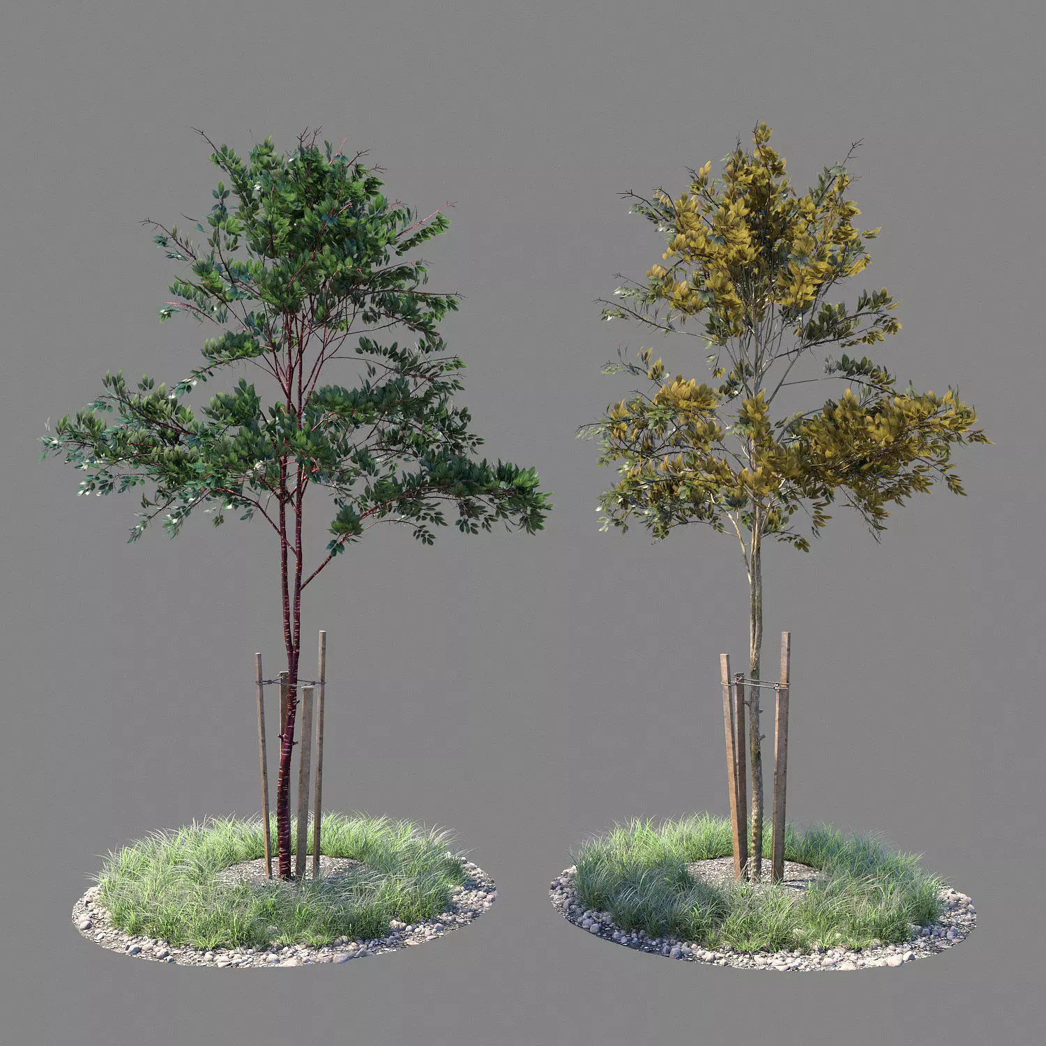 Young tree 03  3D model_0