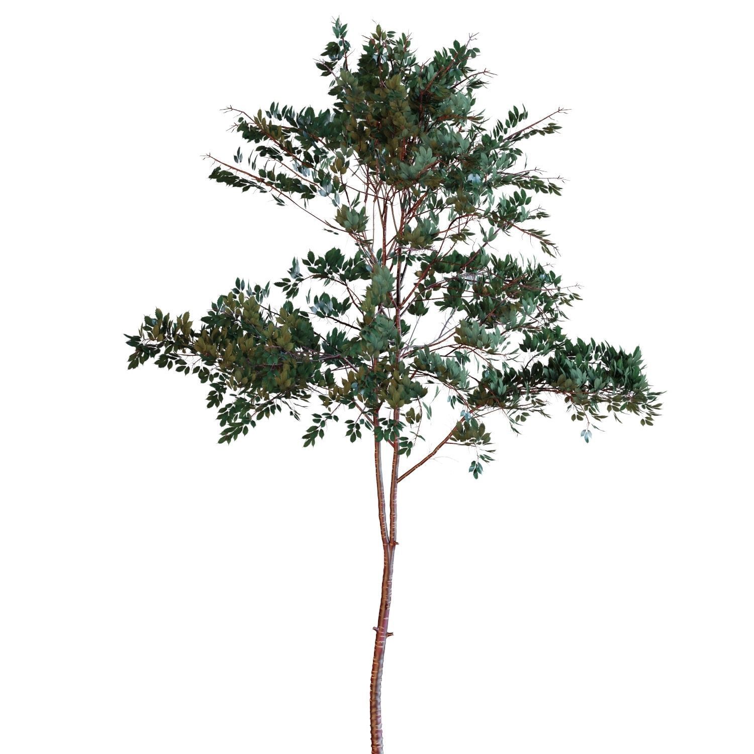 Young tree 03  3D model_5