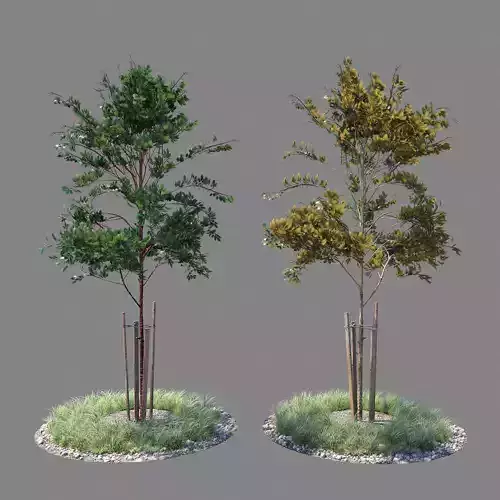 Young tree 04 3D model