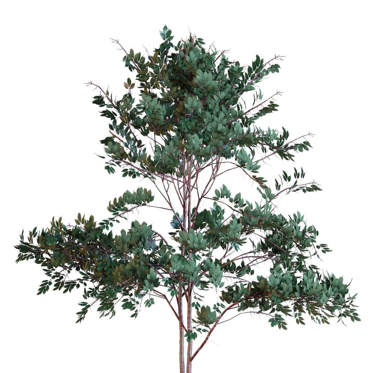 Young trees 01-04 3D Model Collection_29