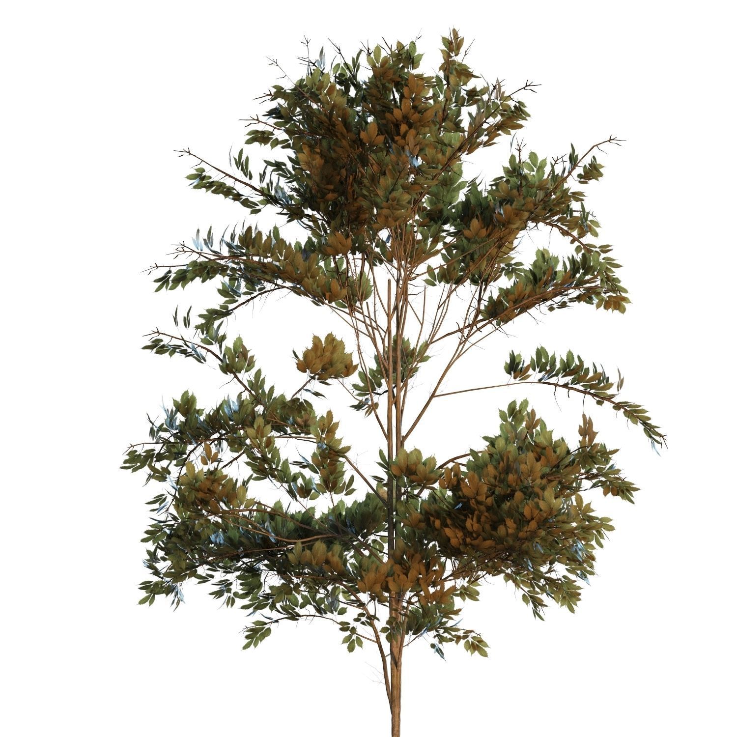 Young trees 01-04 3D Model Collection_37