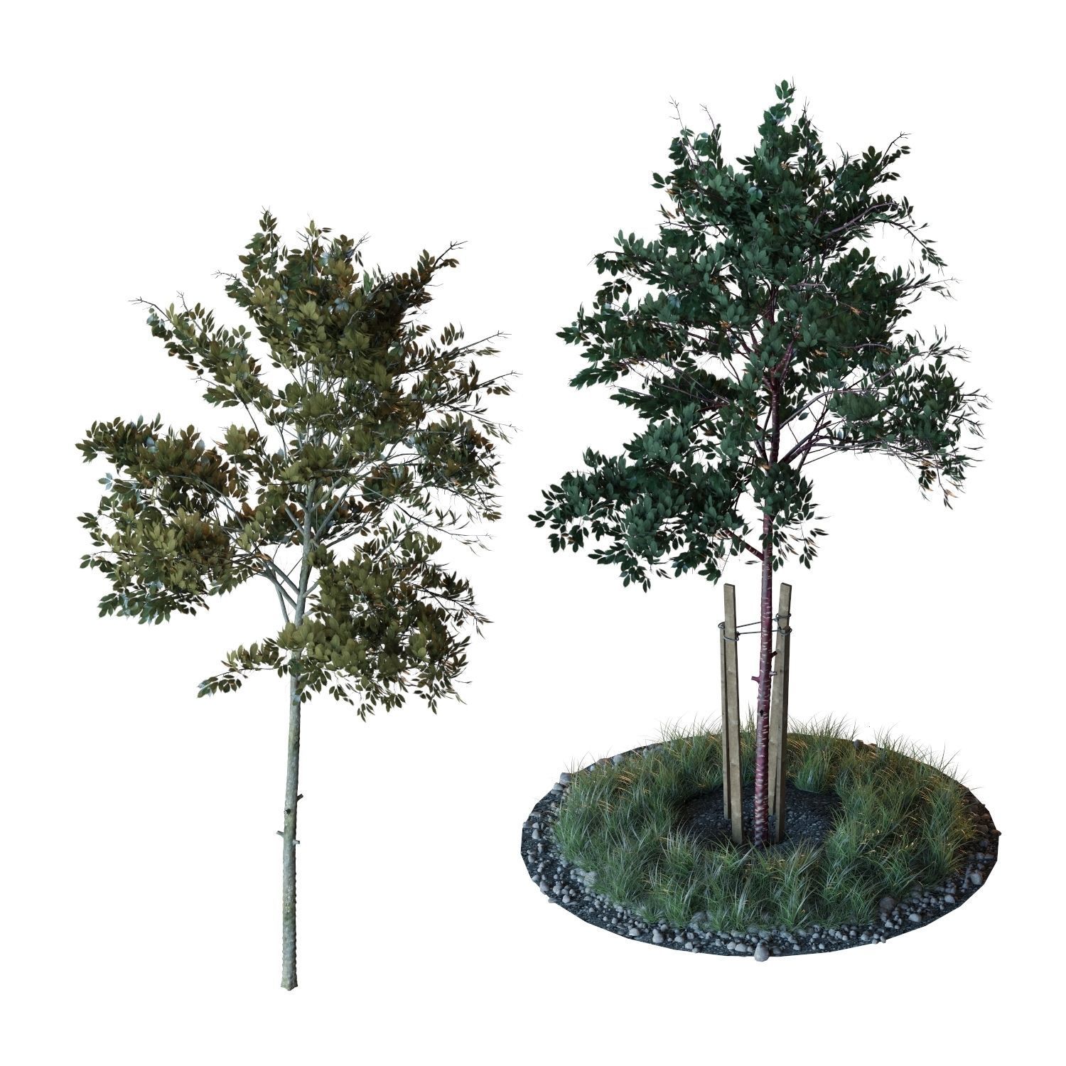Young trees 01-04 3D Model Collection_11