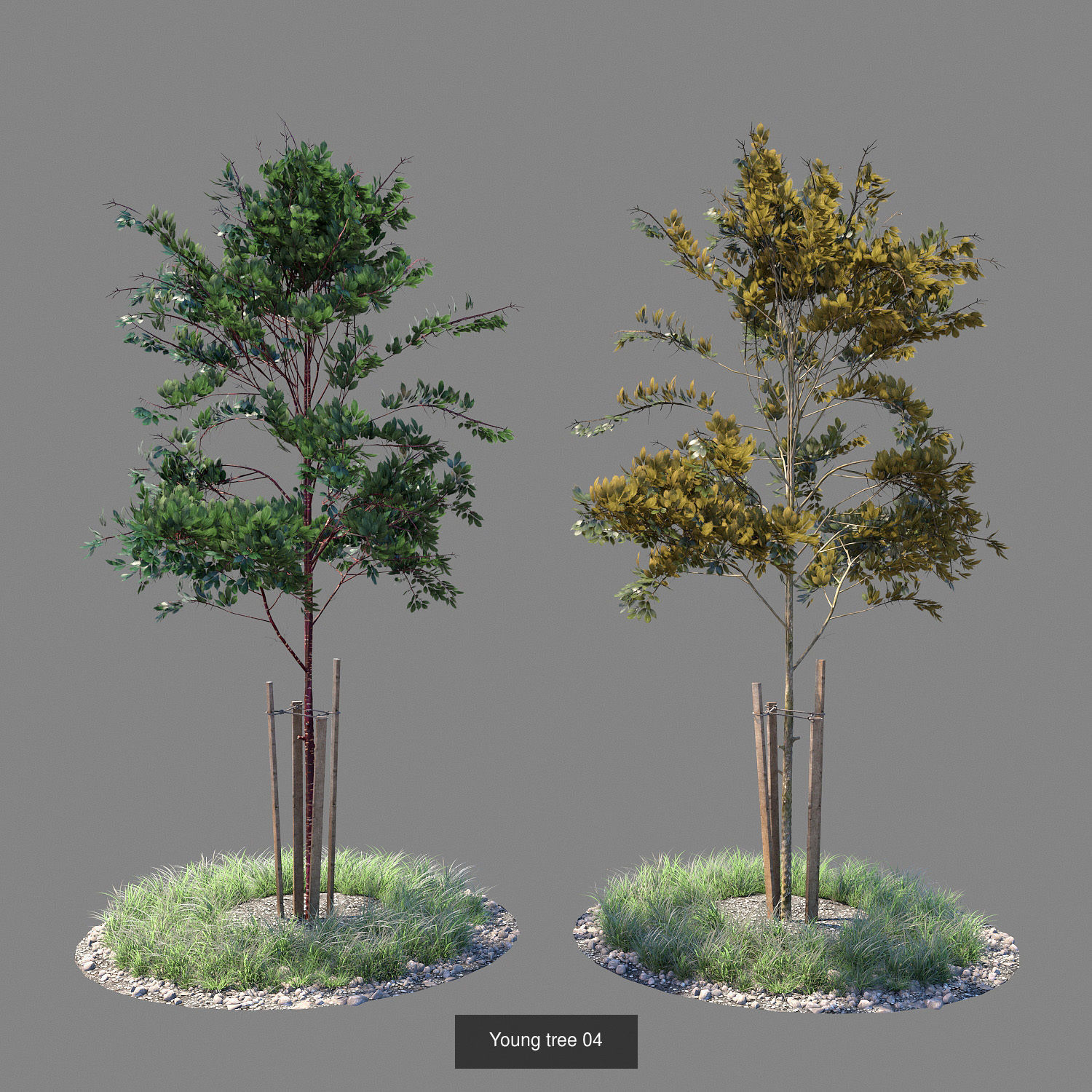 Young trees 01-04 3D Model Collection_4