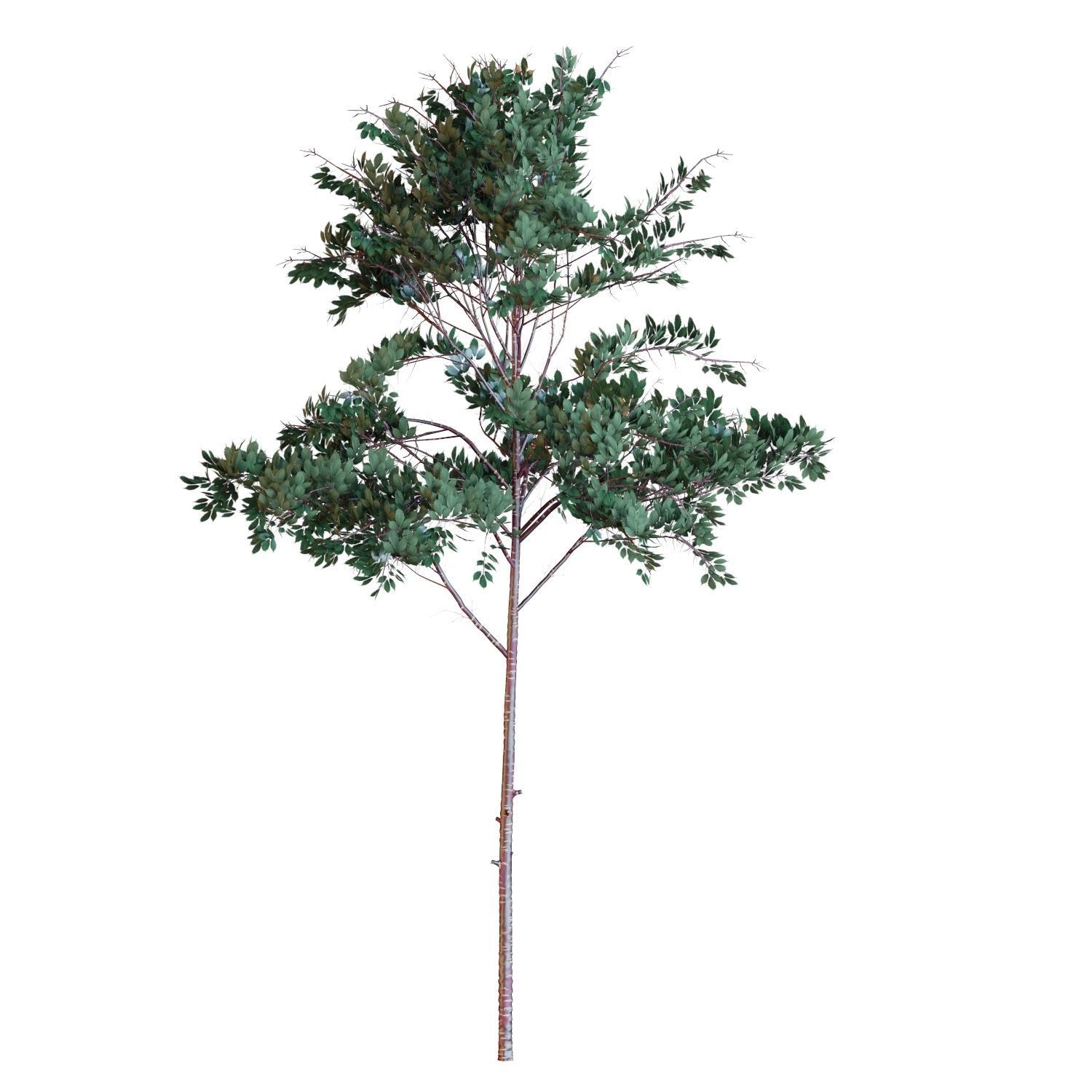 Young trees 01-04 3D Model Collection_20