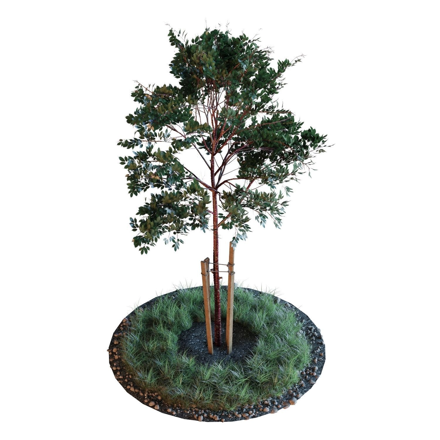 Young trees 01-04 3D Model Collection_10