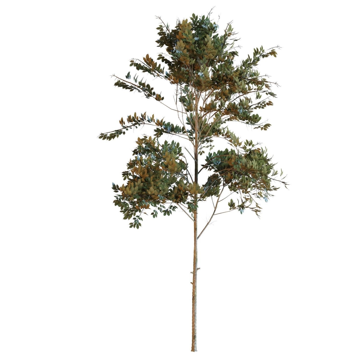 Young trees 01-04 3D Model Collection_33