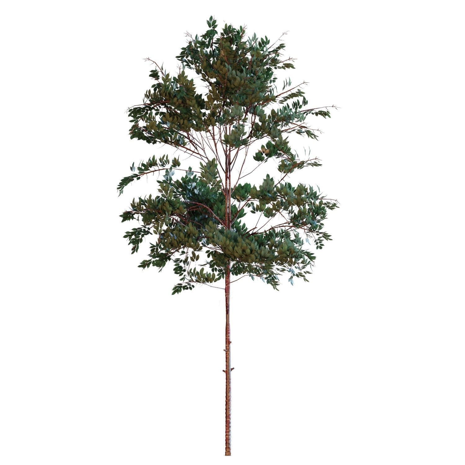 Young trees 01-04 3D Model Collection_35