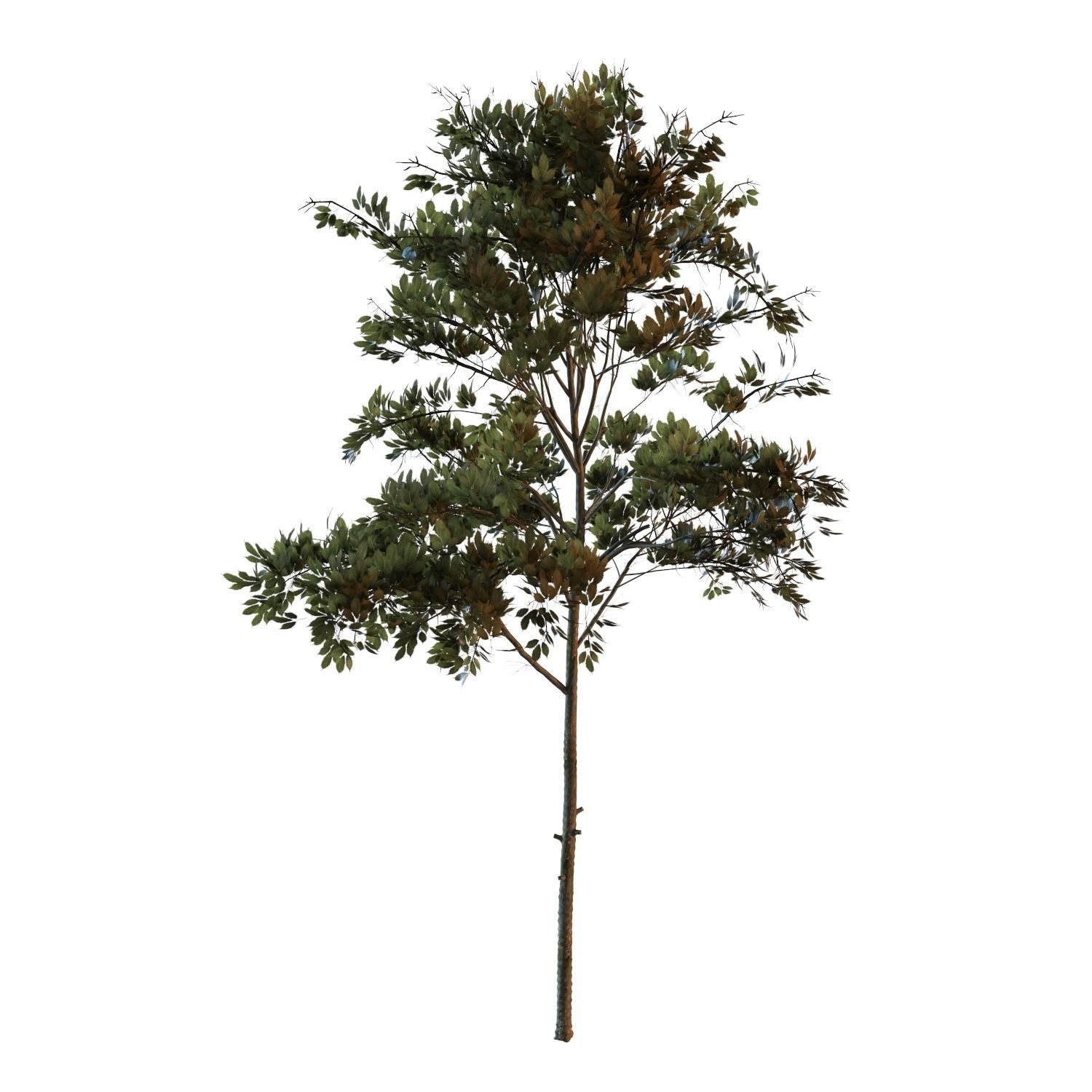 Young trees 01-04 3D Model Collection_12