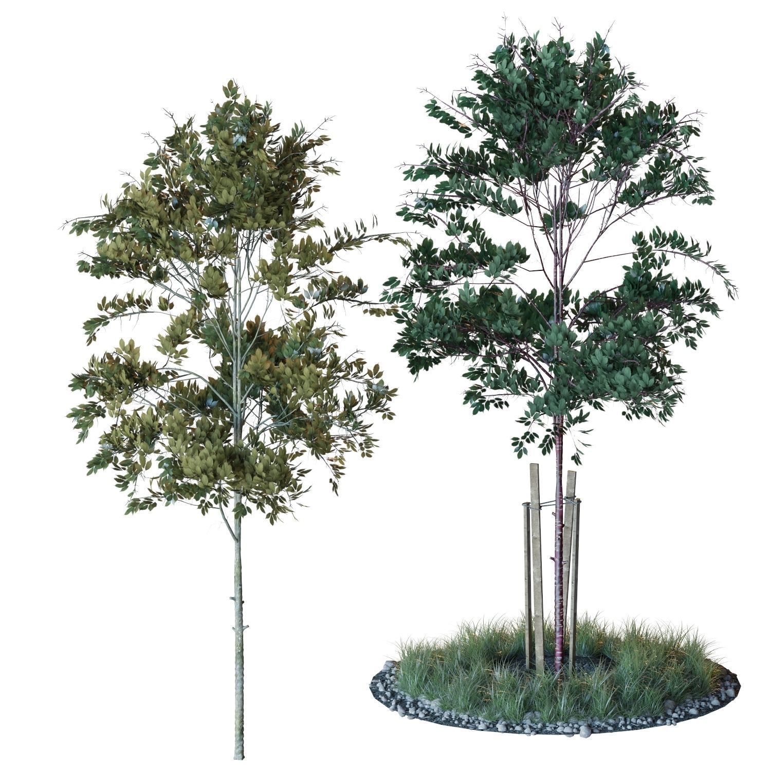 Young trees 01-04 3D Model Collection_40