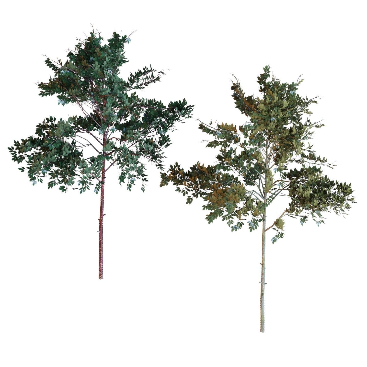 Young trees 01-04 3D Model Collection_23