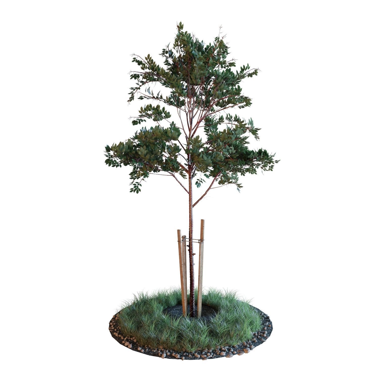 Young trees 01-04 3D Model Collection_7