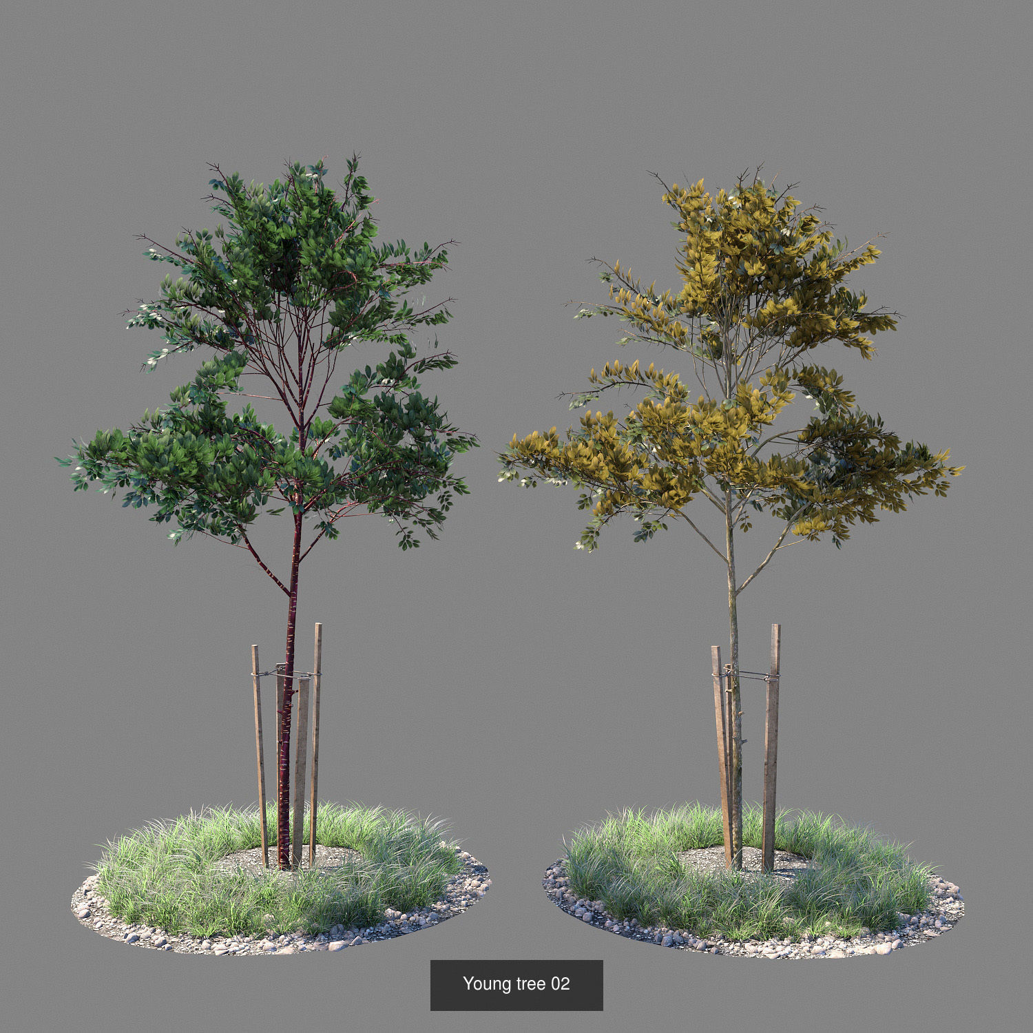 Young trees 01-04 3D Model Collection_2