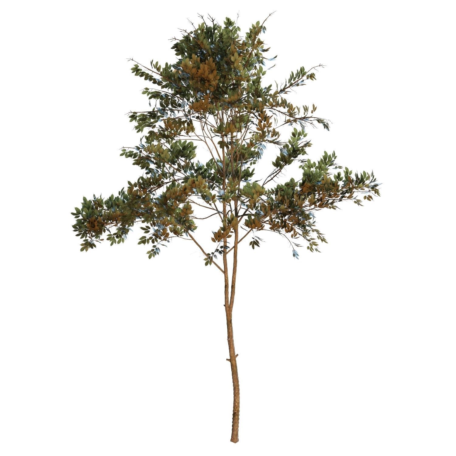 Young trees 01-04 3D Model Collection_27