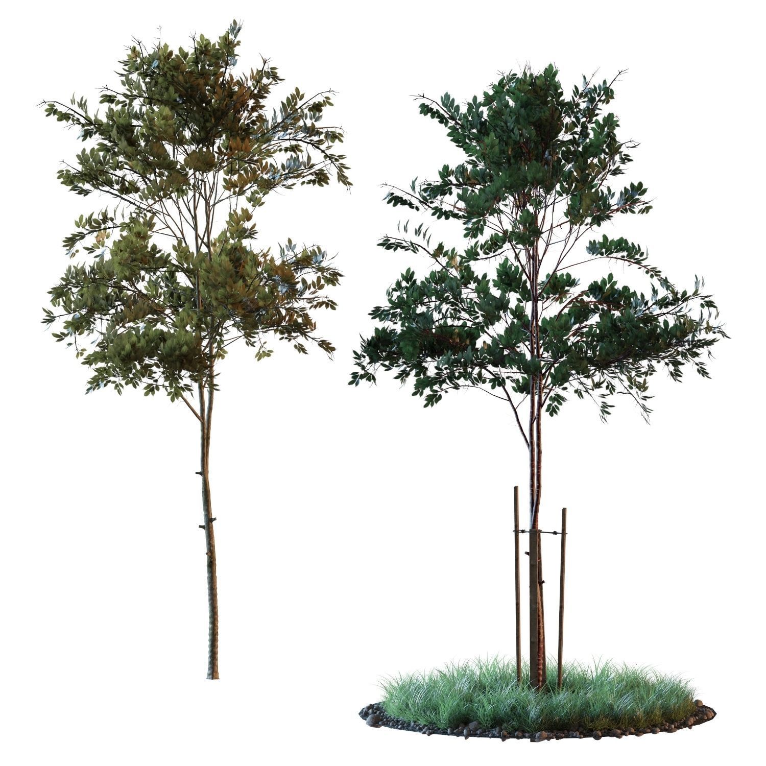 Young trees 01-04 3D Model Collection_31