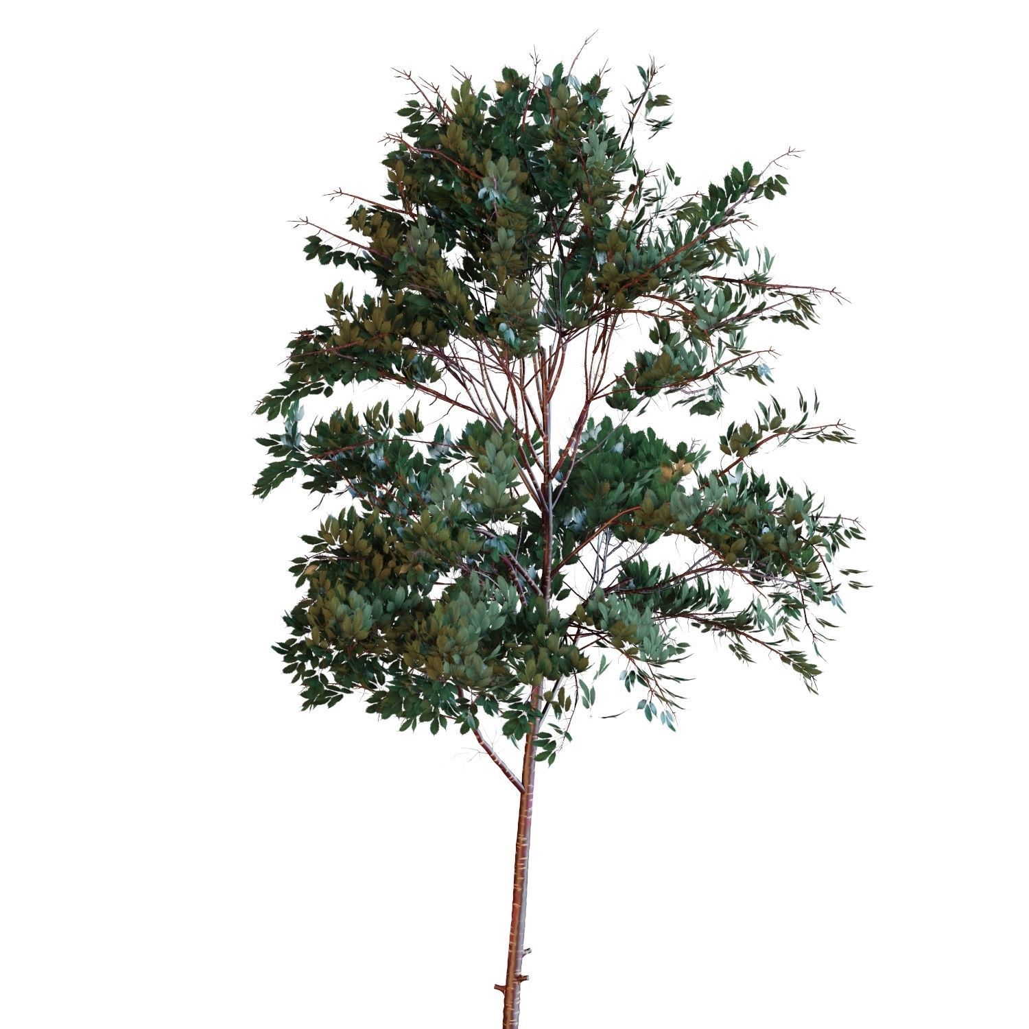 Young trees 01-04 3D Model Collection_18