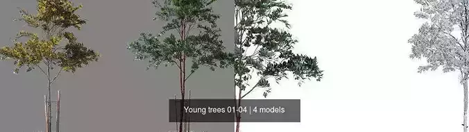 Young trees 01-04
