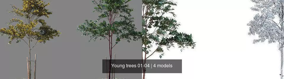 Young trees 01-04 3D Model Collection_0
