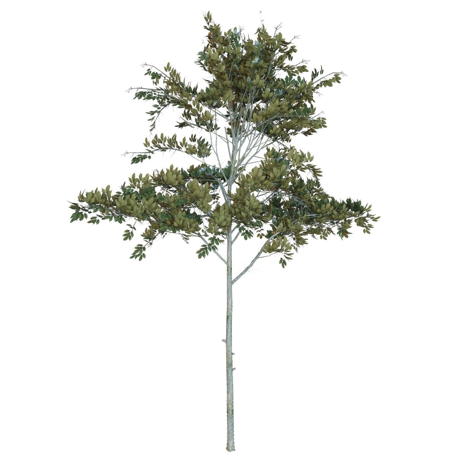 Young trees 01-04 3D Model Collection_5