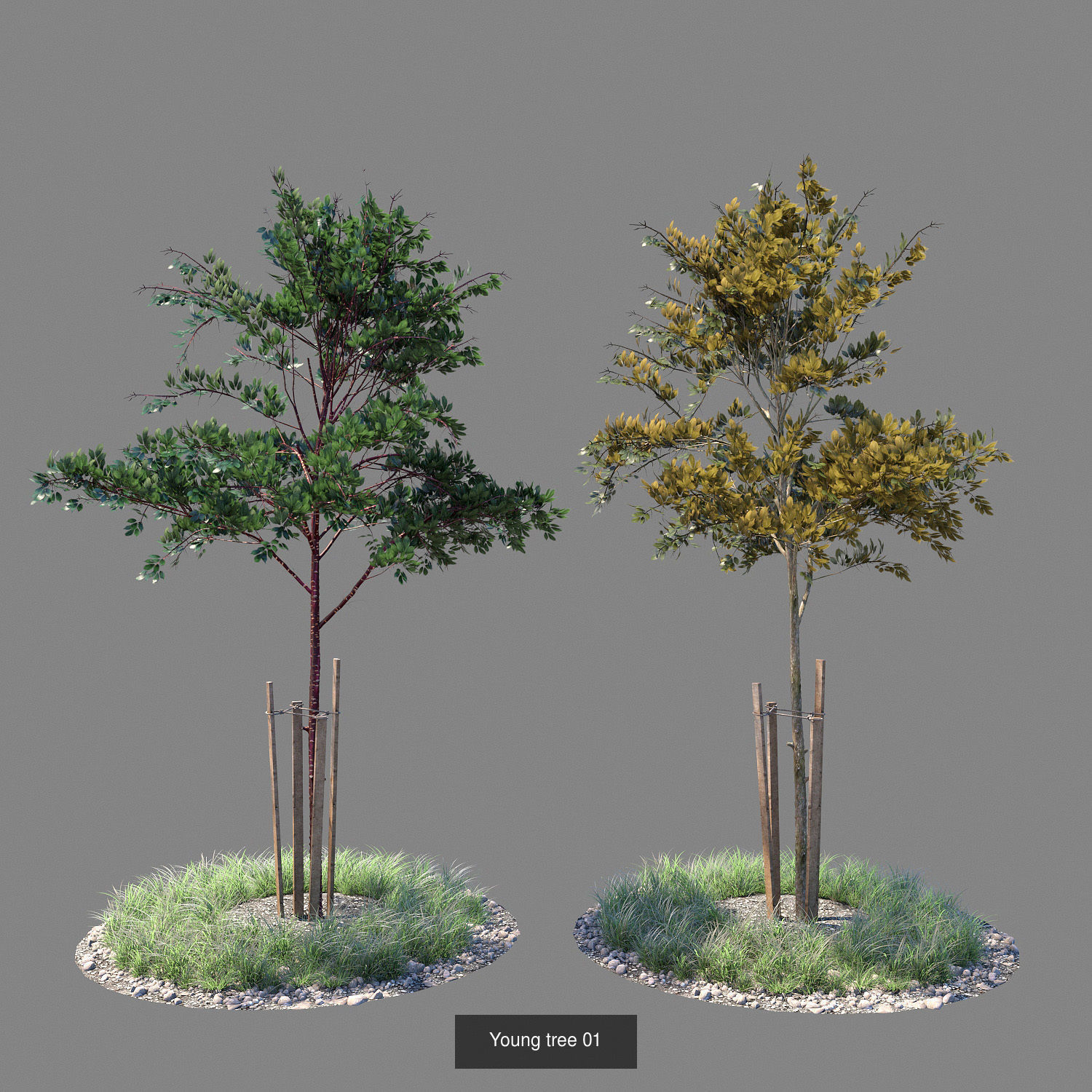 Young trees 01-04 3D Model Collection_1