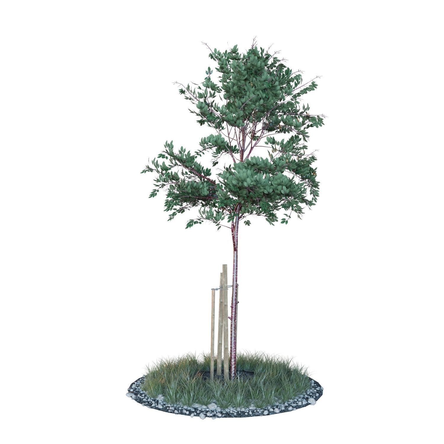 Young trees 01-04 3D Model Collection_6