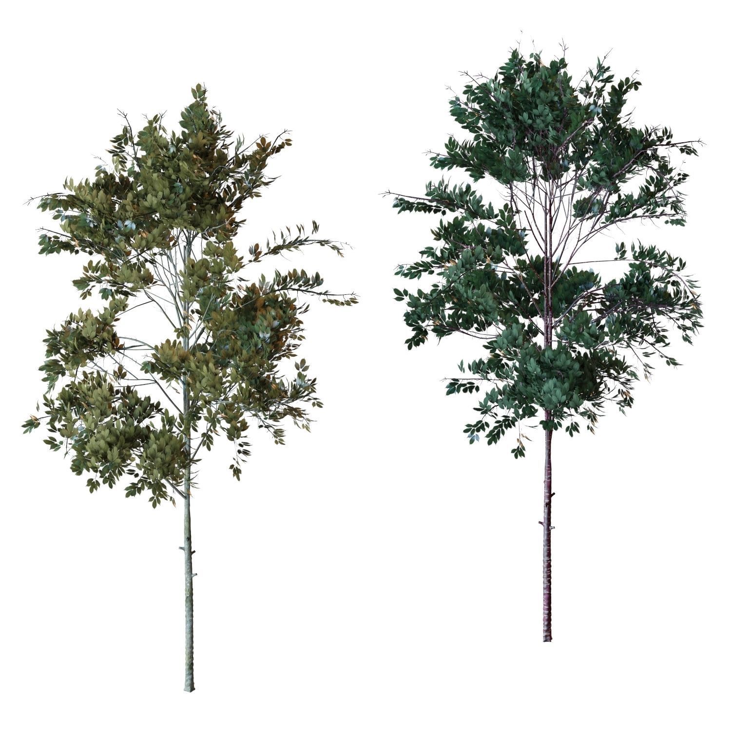 Young trees 01-04 3D Model Collection_38