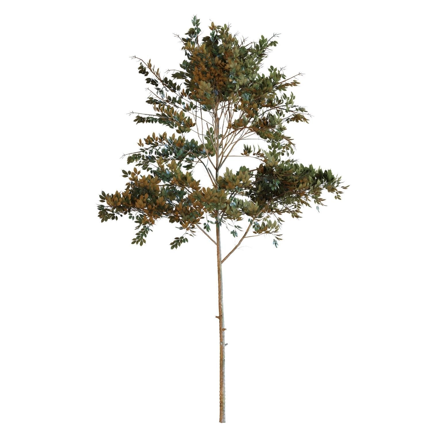 Young trees 01-04 3D Model Collection_15