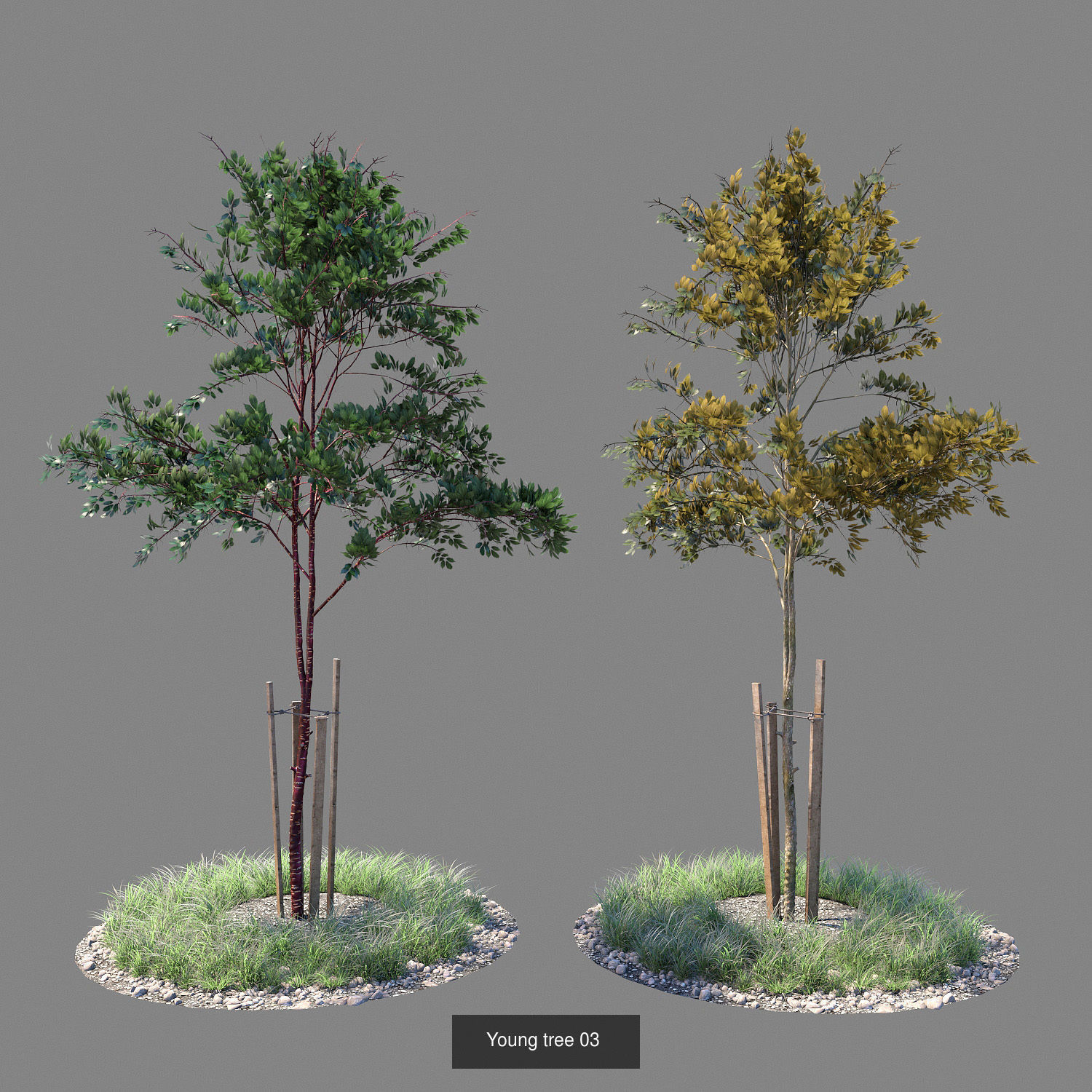 Young trees 01-04 3D Model Collection_3
