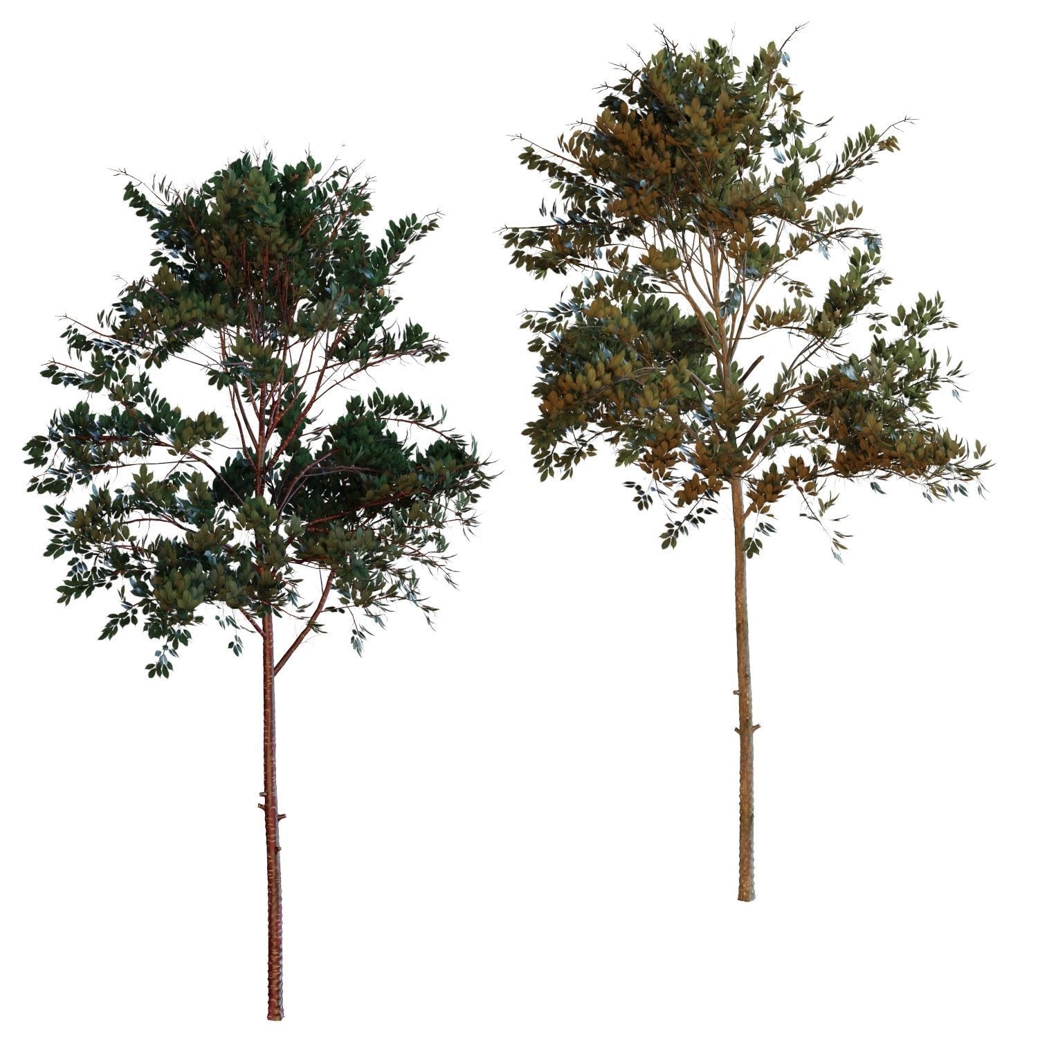 Young trees 01-04 3D Model Collection_13