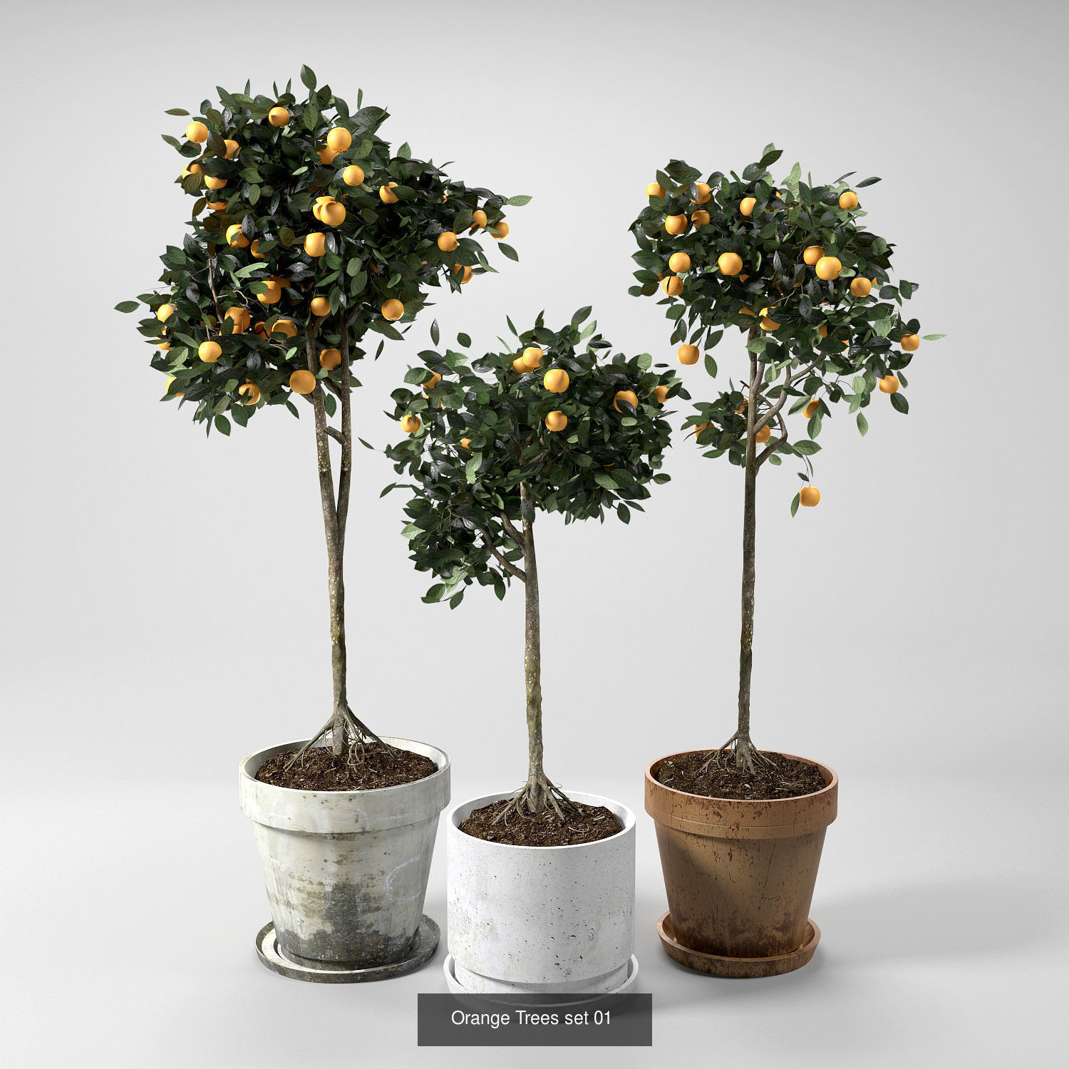 Orange Trees set 01-03 3D Model Collection_1