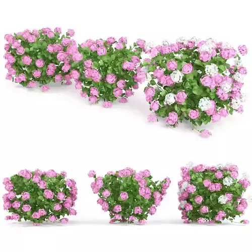 Plants Hydrangea set 08