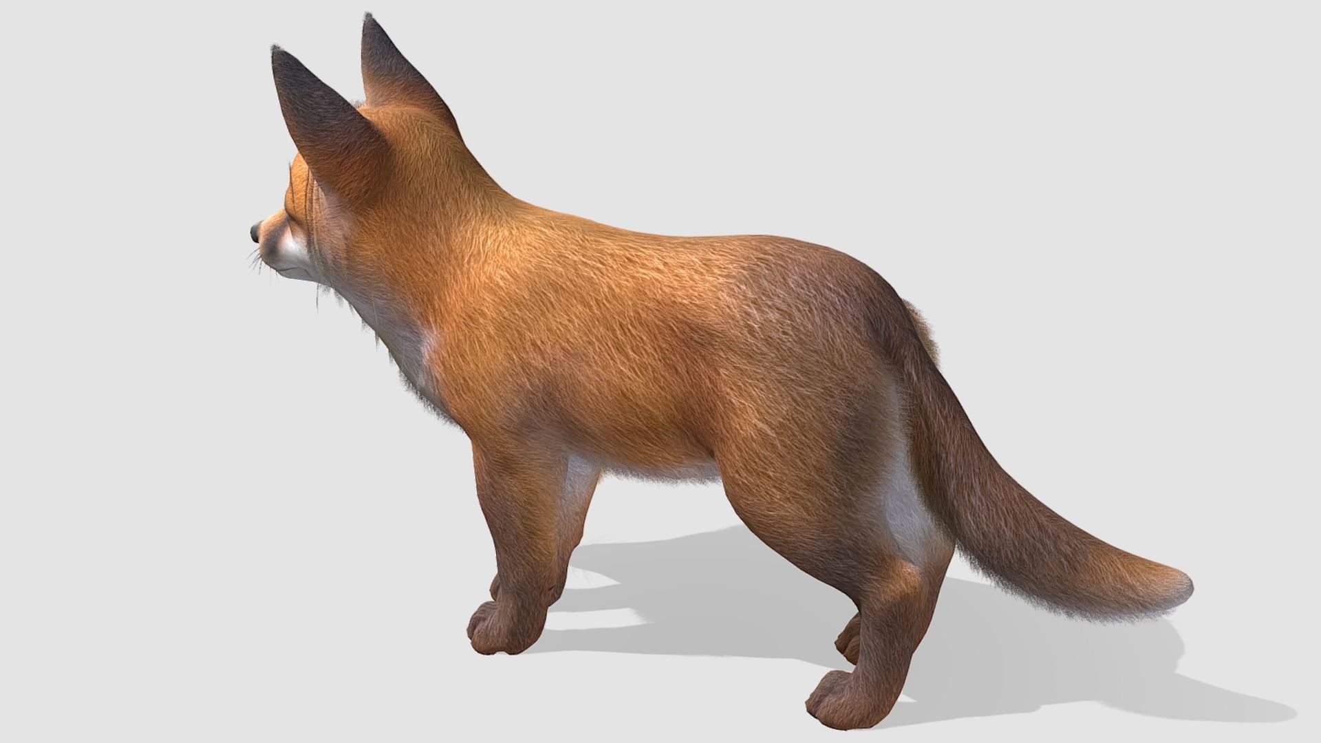 Fox - Cub Low-poly 3D model_5