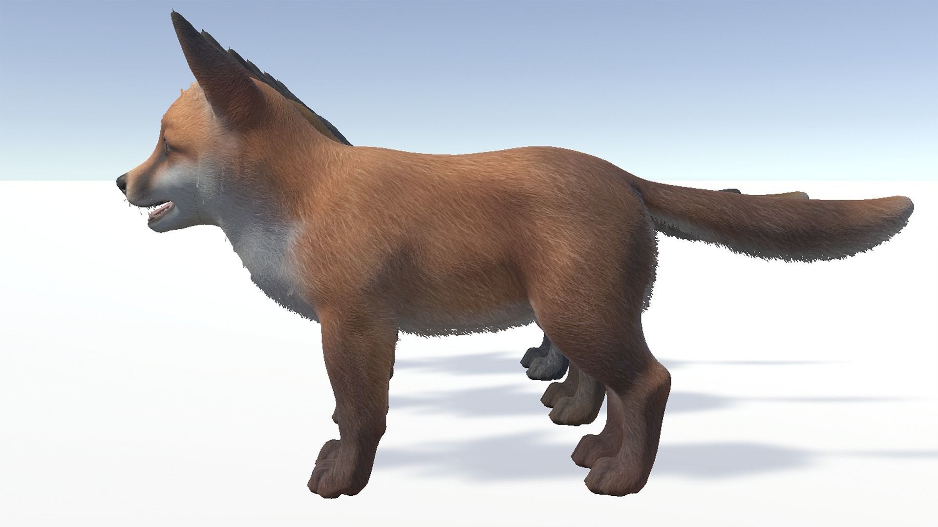Fox - Cub Low-poly 3D model_12
