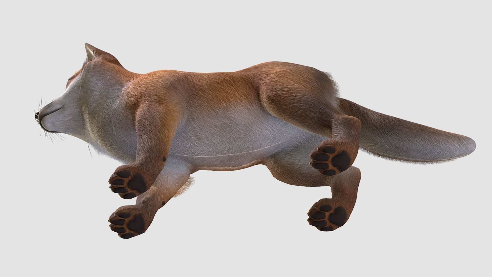 Fox - Cub Low-poly 3D model_6