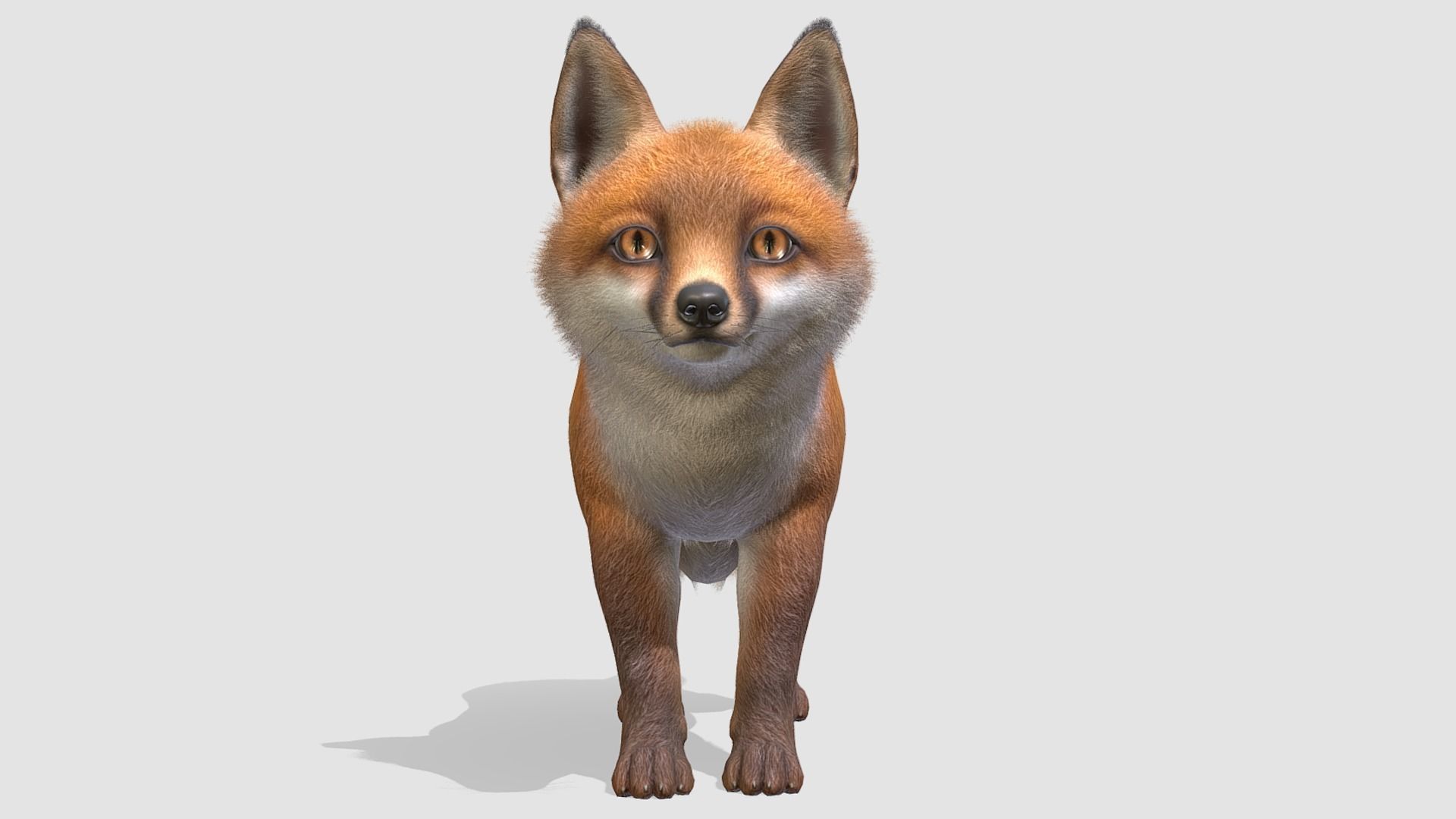 Fox - Cub Low-poly 3D model_3