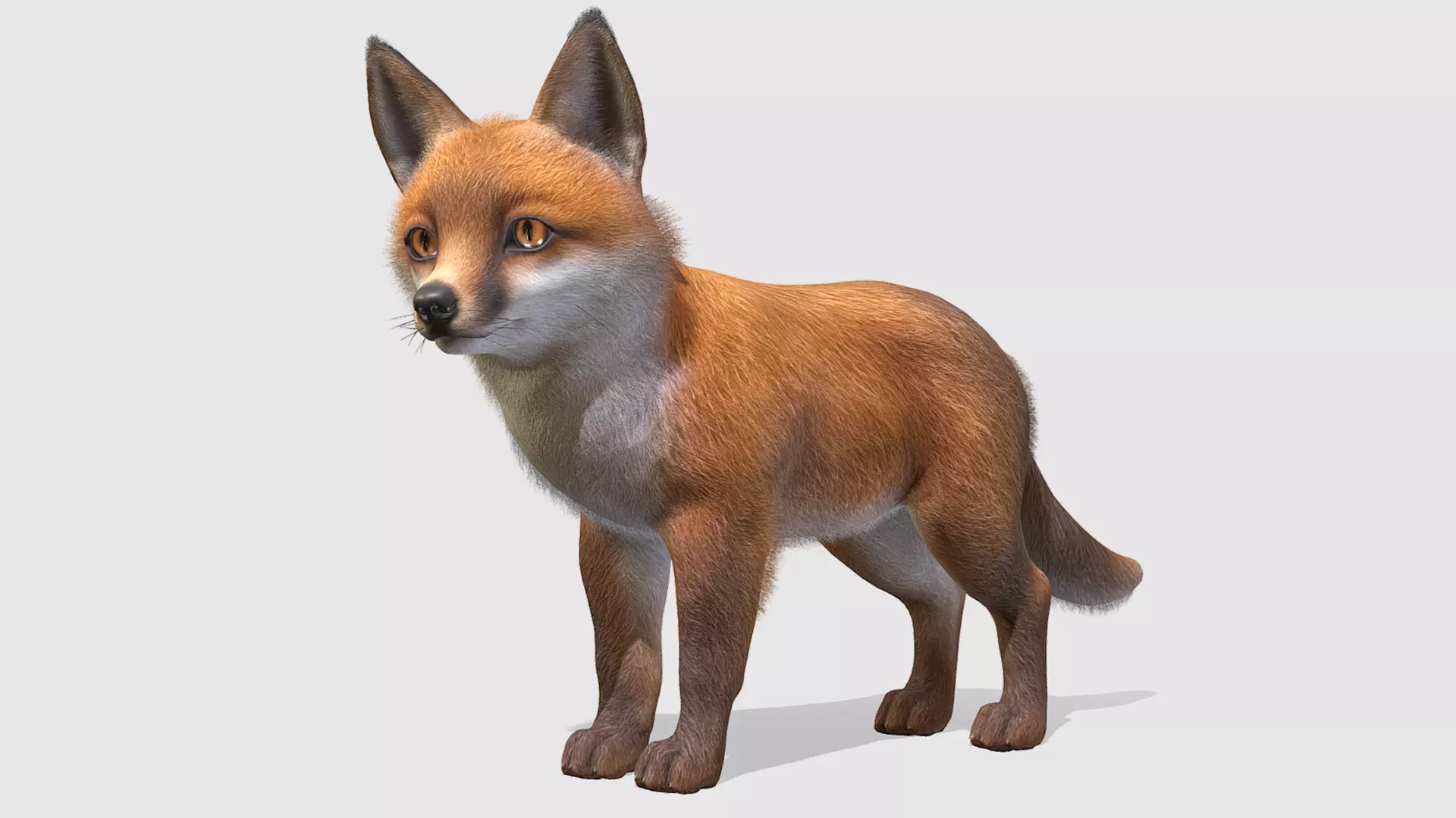 Fox - Cub Low-poly 3D model_0