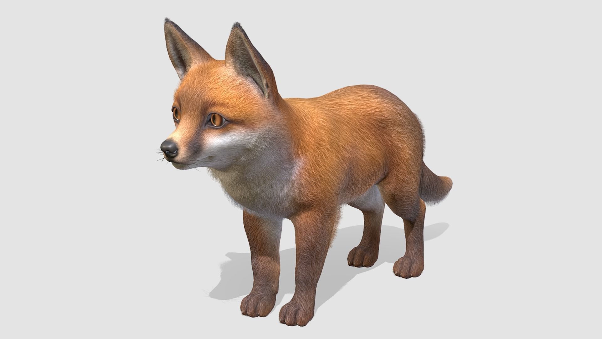 Fox - Cub Low-poly 3D model_4