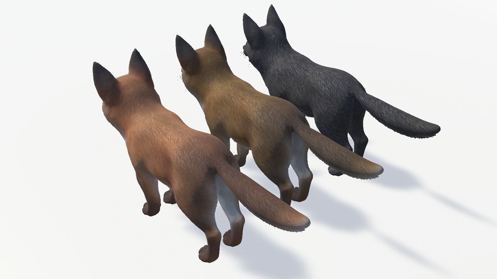Fox - Cub Low-poly 3D model_11